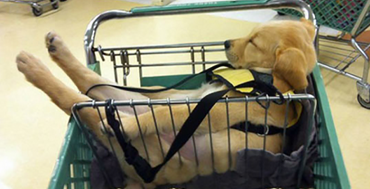 cachorro durmiendo en carrito de compras