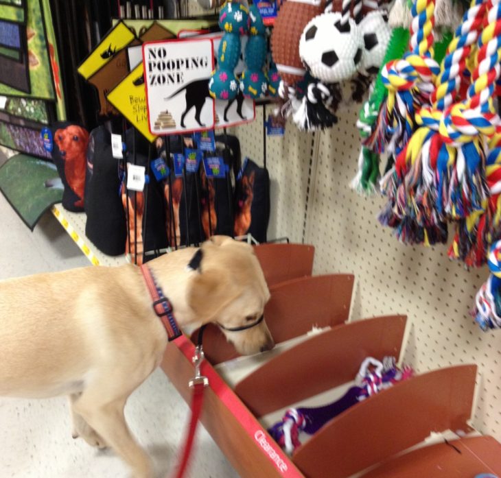 perrito en una tienda de mascotas