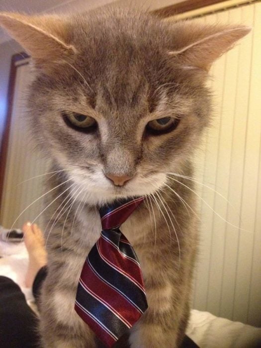 gato con corbata