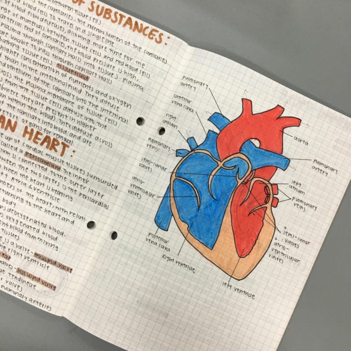 dibujo anatomía de un corazón