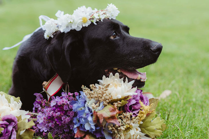 labrador negro con flores