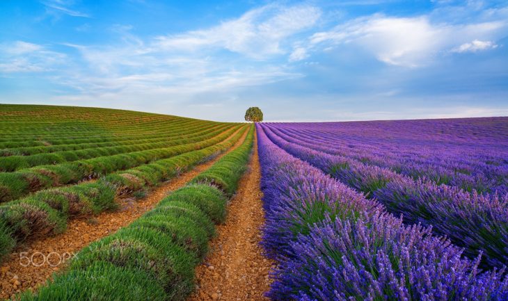 campos de lavanda 