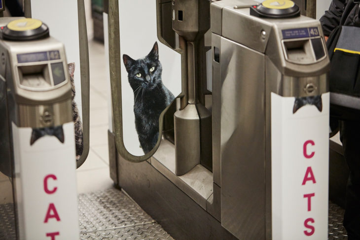 gatos estampas en tren 