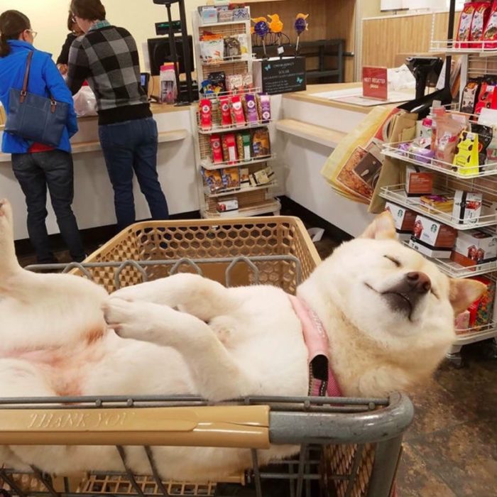 perro akita en carro de comrpas