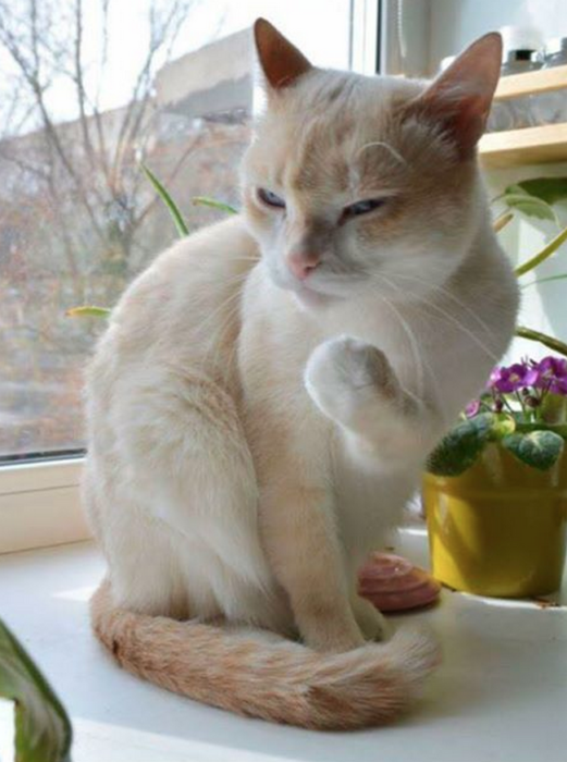gato haciendo señas