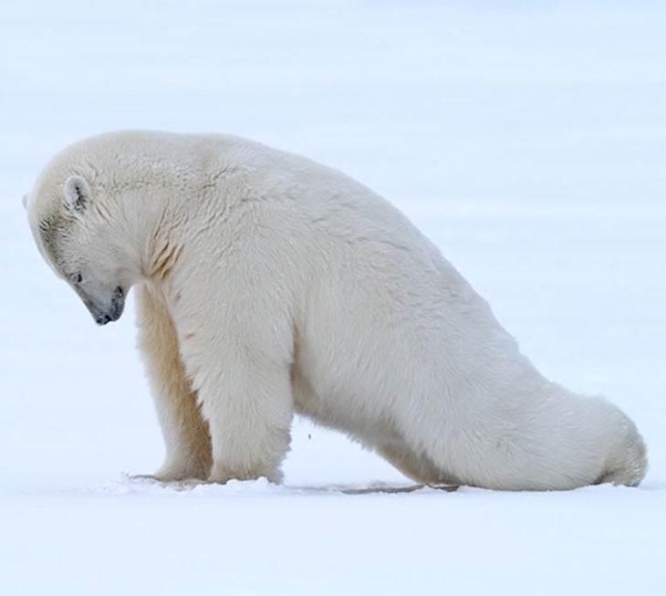 oso polar estirando