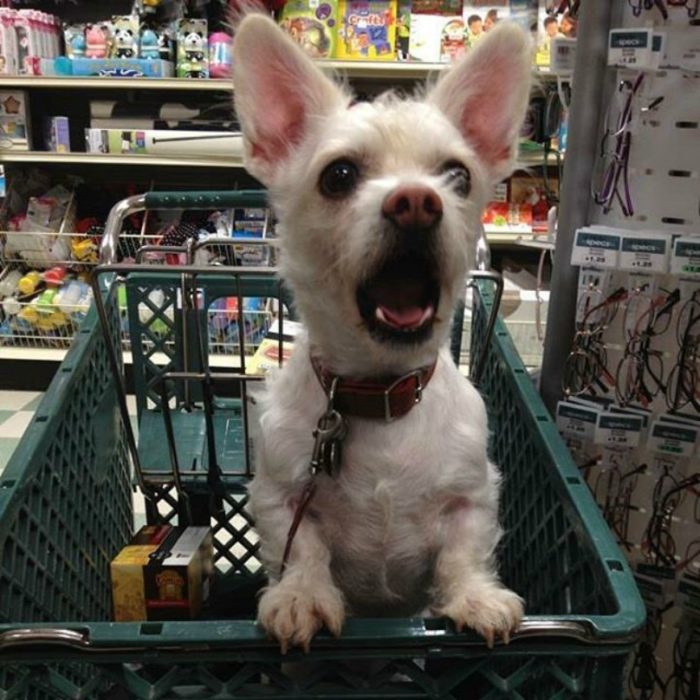 perro sorprendido en carro de compras