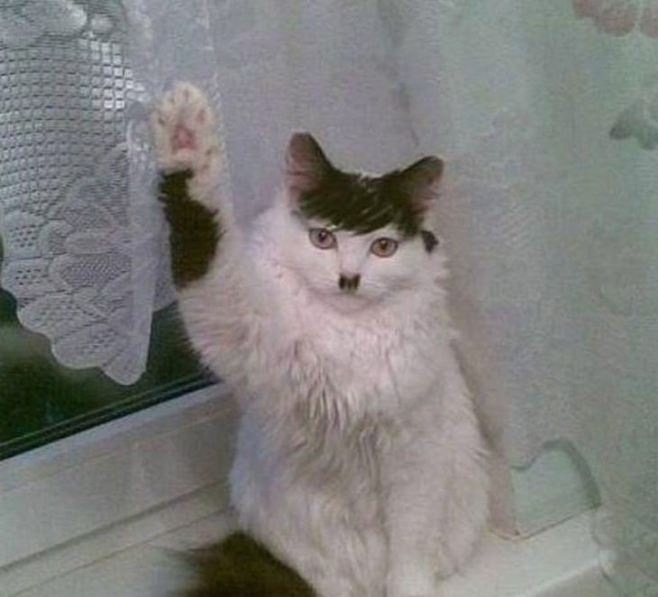 gato que parece hitler 