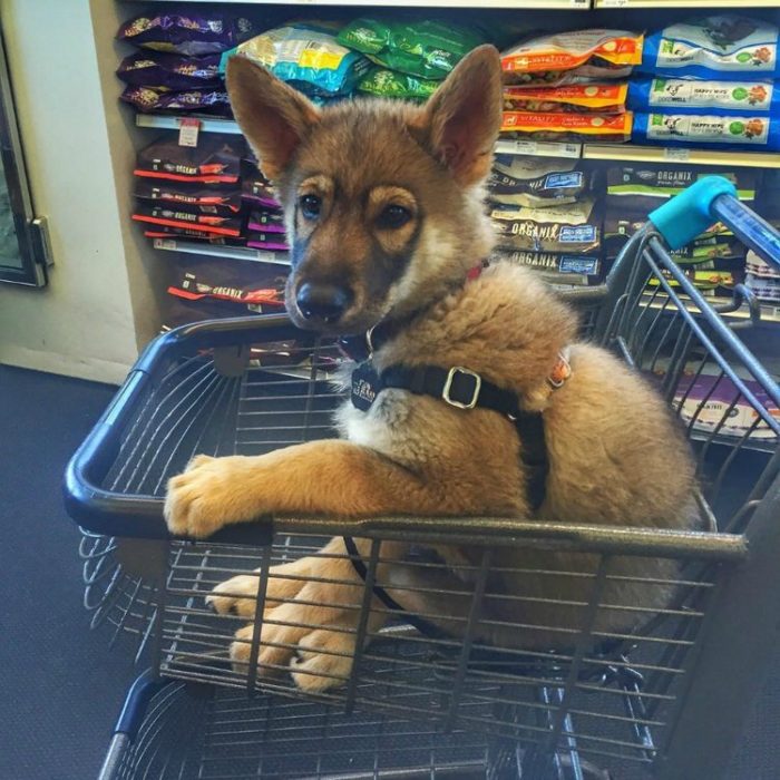 cachorrod e pastor alemán en carro de compras