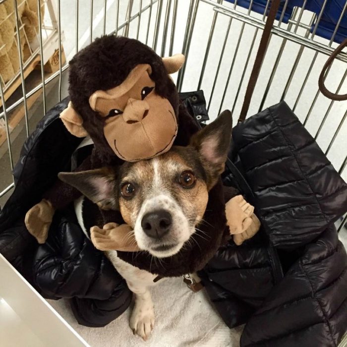 cachorro abrazado de un simio de peluche