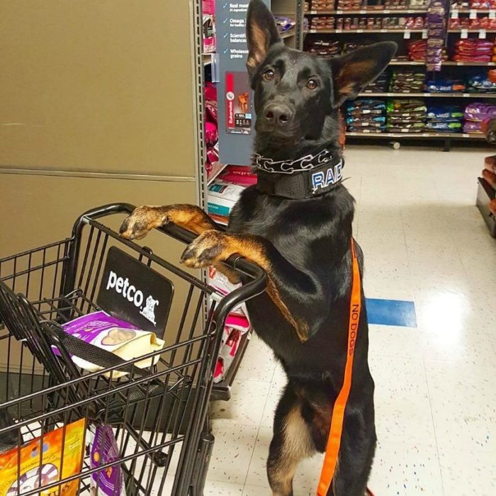 perro empujando carrito de compras