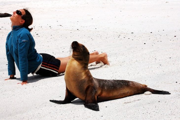 foc ay humano en posición de yoga