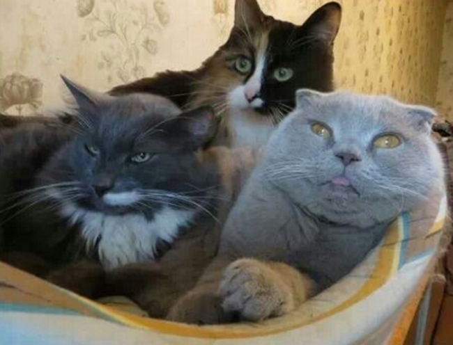 tres gatos
