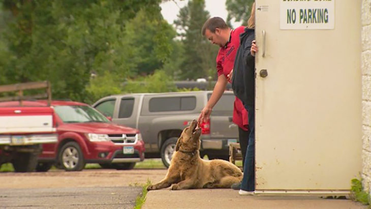 hombre dándole de comer a un perro