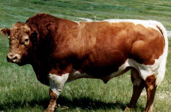 beefalo