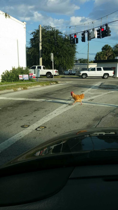 gallina cruzando un amino