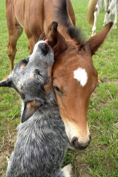 perro y caballo son amigos