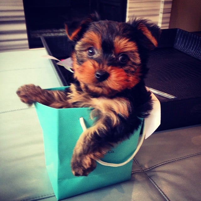 perrito dentro de bolsa de compras