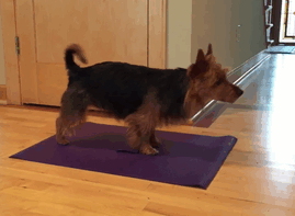perrito haciendo yoga