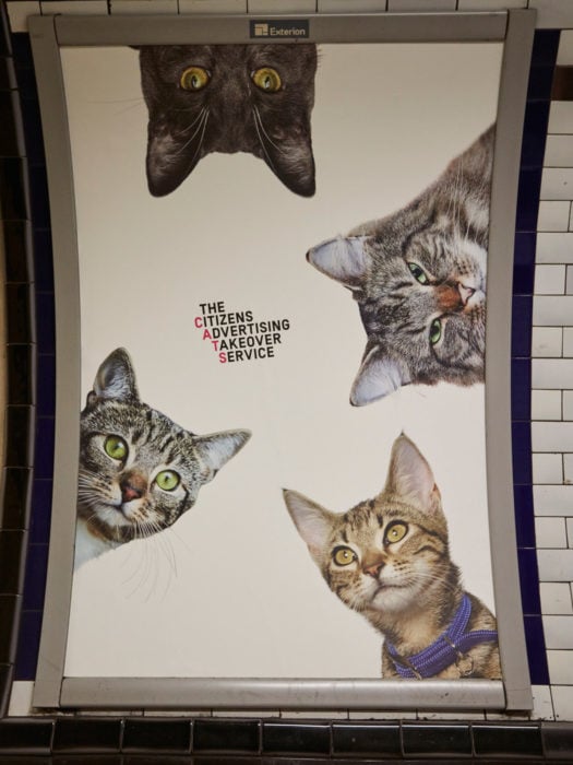 retrato de gatos