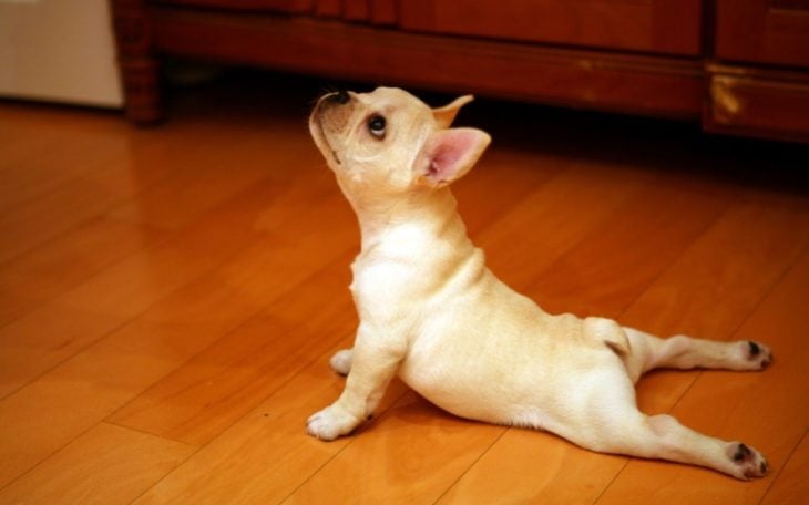 cachorro haciendo yoga 