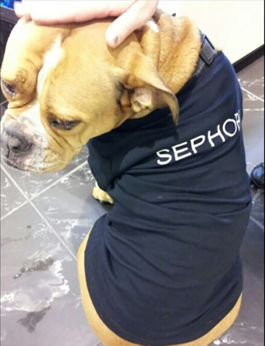 perro con camiseta de sephora