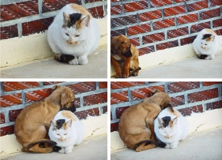 gato y perro abrazados 