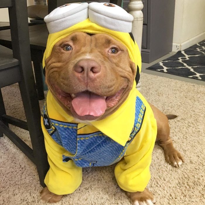 perro vestido de minion