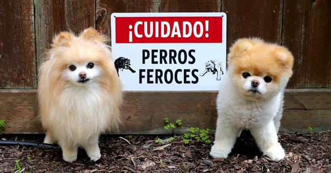 dos perros pequeños y peludos