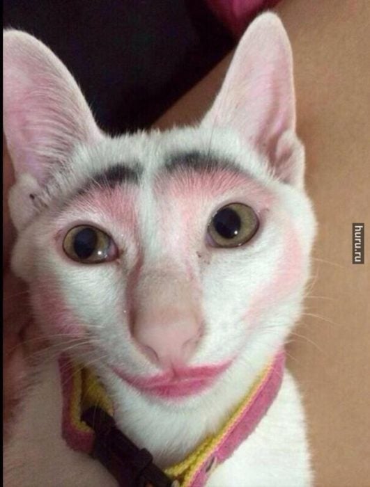 gato con cejas