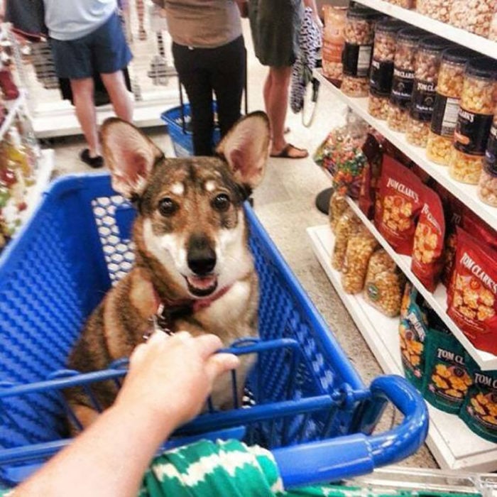 perrito de compras