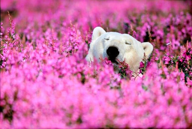 oso polar en campo de flores