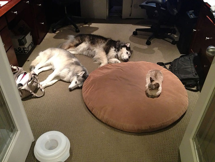 2 huskys y gato dormidos