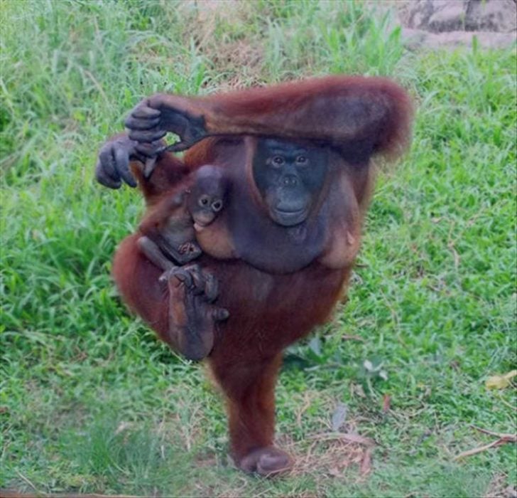 orangután haciendo yoga