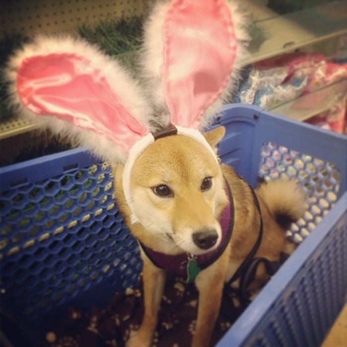 perro con orejas de conejo