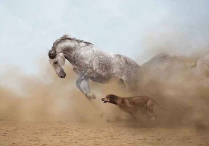 caballo y perro corriendo juntos