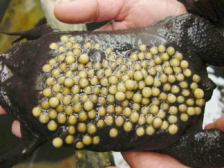 rana con huevos en la espalda