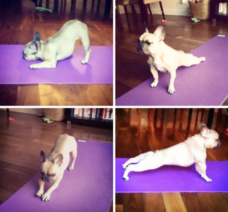 cuatro fotos de perro haciendo yoga