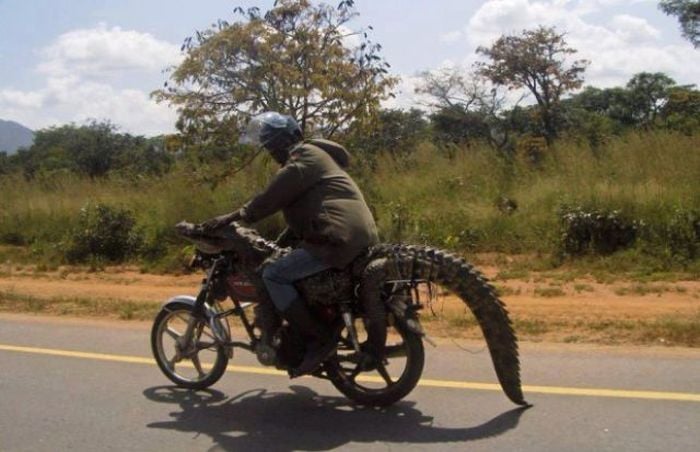 señor en moto encima de cocodrilo