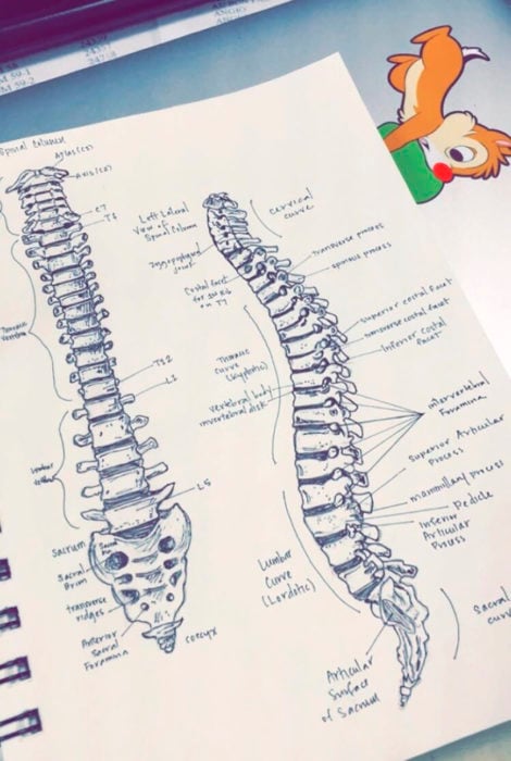 dibujo de espina dorsal 