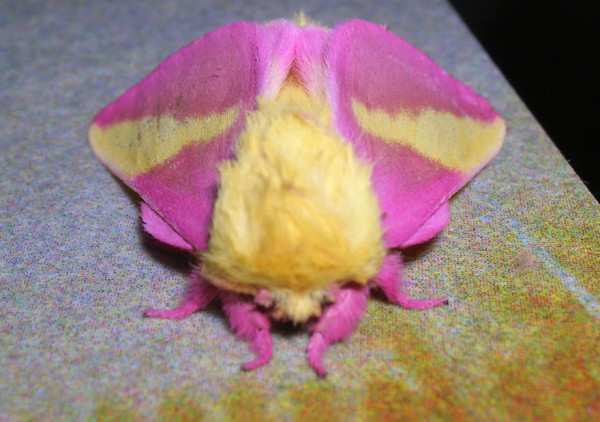 polilla rosa 