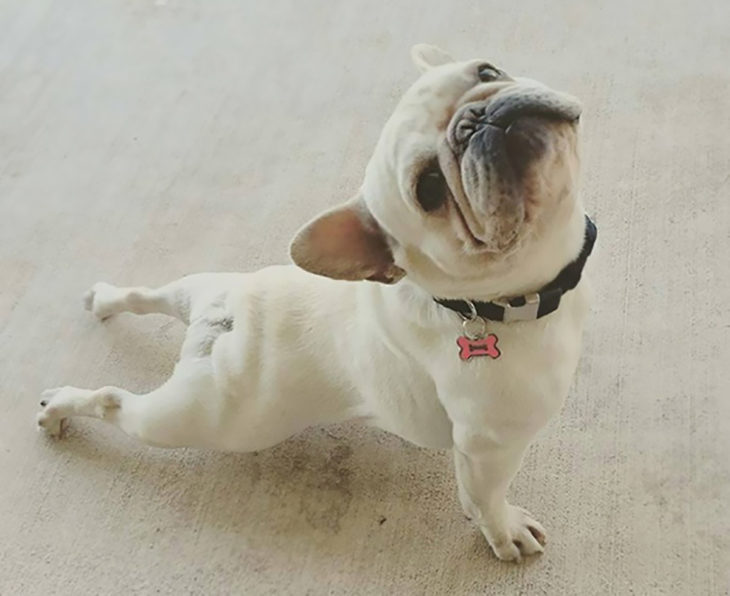 pug blanco haciendo yoga