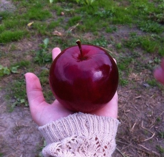 manzana perfectamente redondita