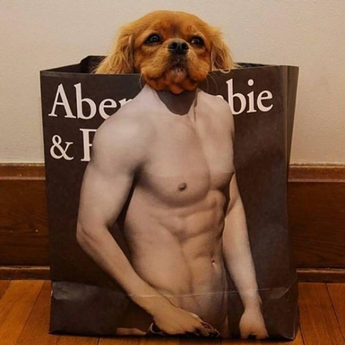 cachorro dentro de bolsa de abercrombie 