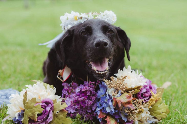 labrador negro adornado con flores