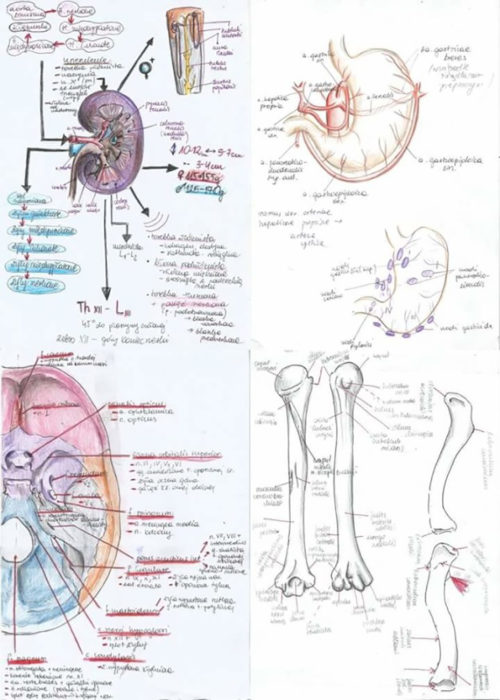 dibujos de anatomía 