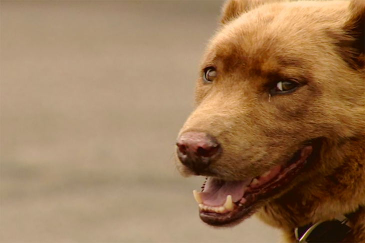 Cara de perro café