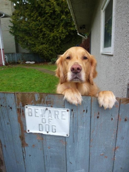 perro tras a una barda 