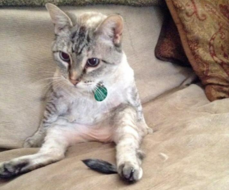 gatito sentado extraño, parece que no tiene torso