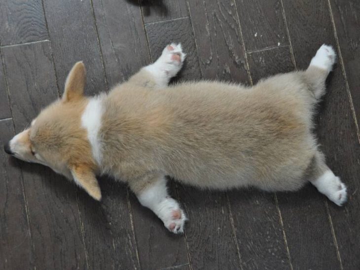 CORGI TIRADO COMO SI ESTUVIERA LLOVIENDO